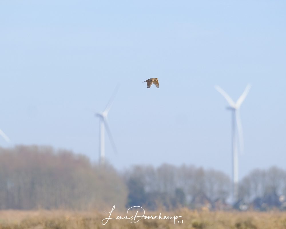veldleeuwerik en windturbines