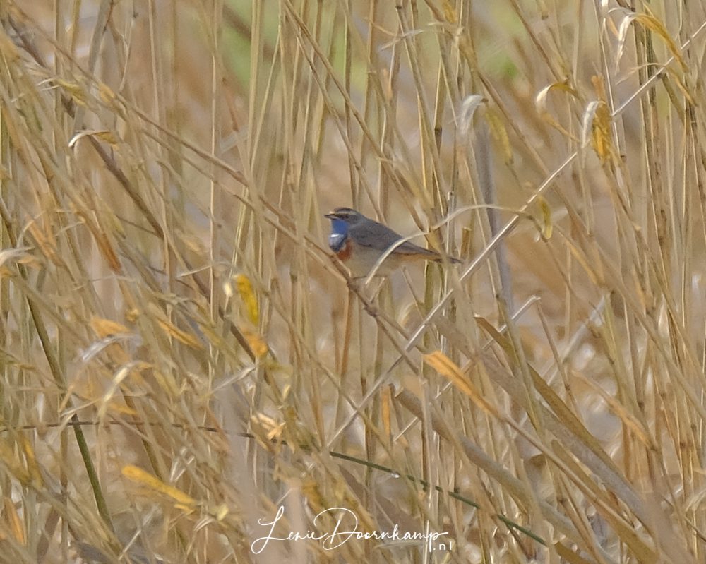 blauwborst