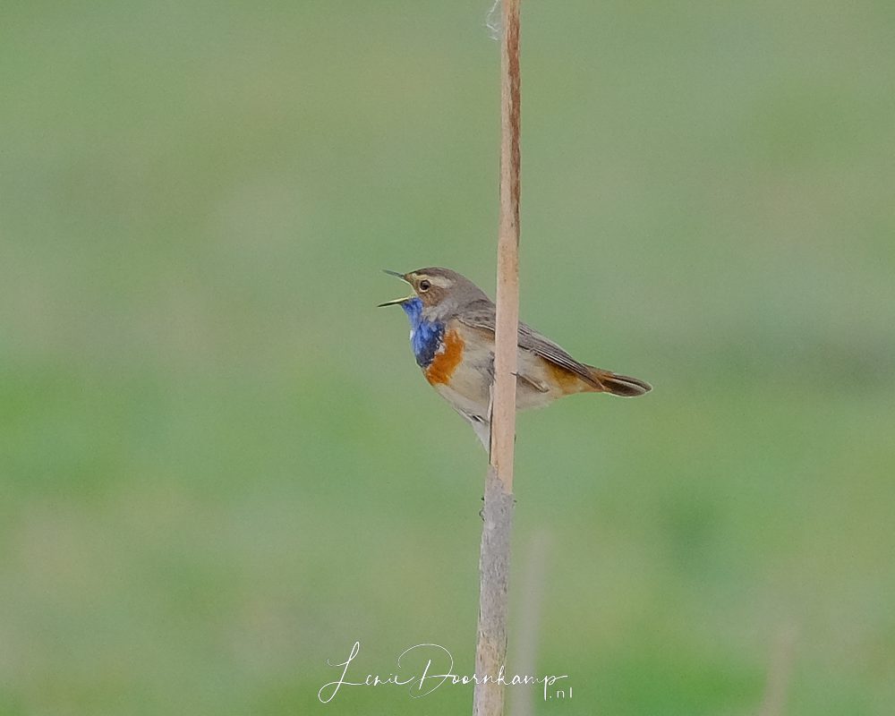 blauwborst