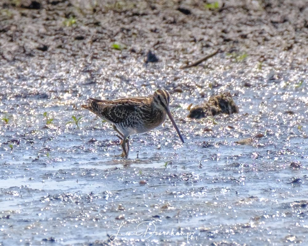 watersnip